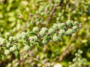 Pillen-Brennnessel – botanisches Foto