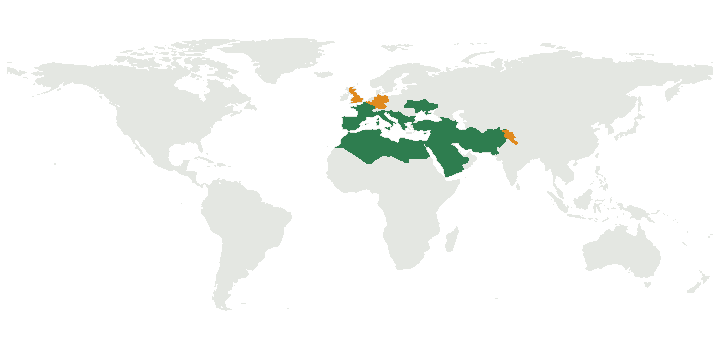Weltkarte mit dem Verbreitungsgebiet der Pillen-Brennnessel (Urtica pilulifera): Mittelmeerraum bis Iran und Pakistan, eingeführt in Deutschland, Belgien, Großbritannien und im Westhimalaya